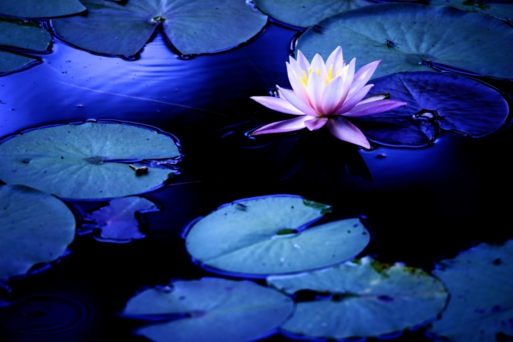 f:id:zo5ur53kle:20180420191151j:plain f:id:zo5ur53kle:20180420191151j:plain