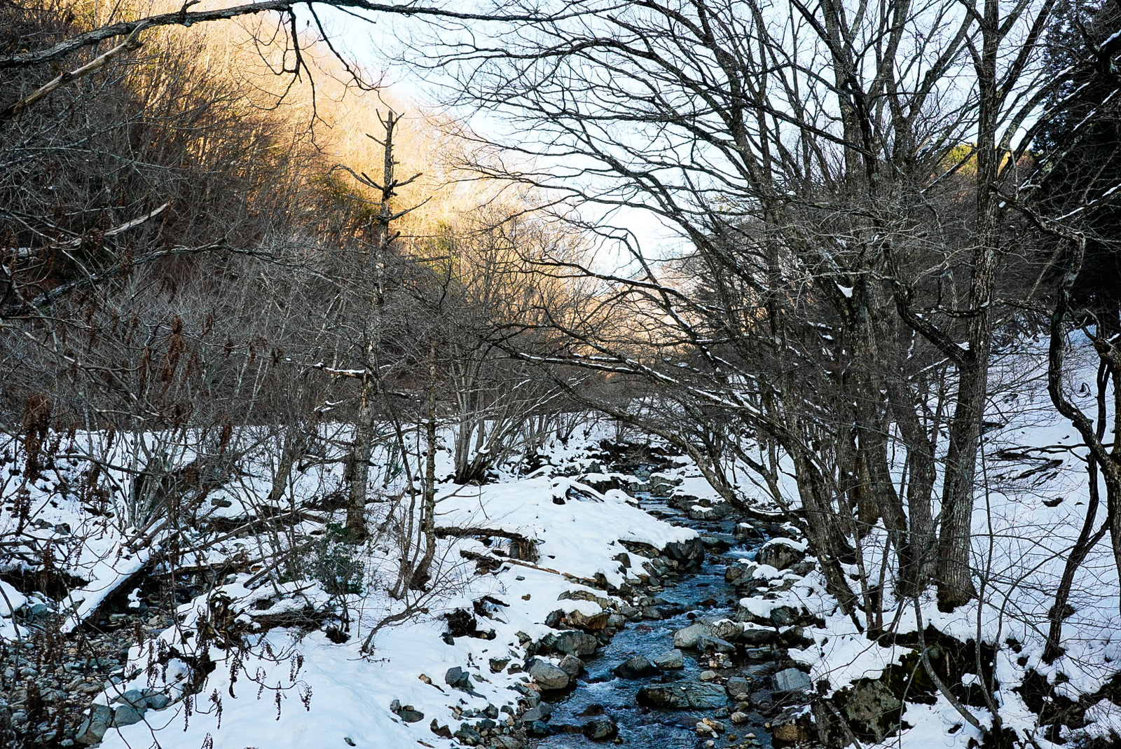 f:id:zo5ur53kle:20190113210607j:plain