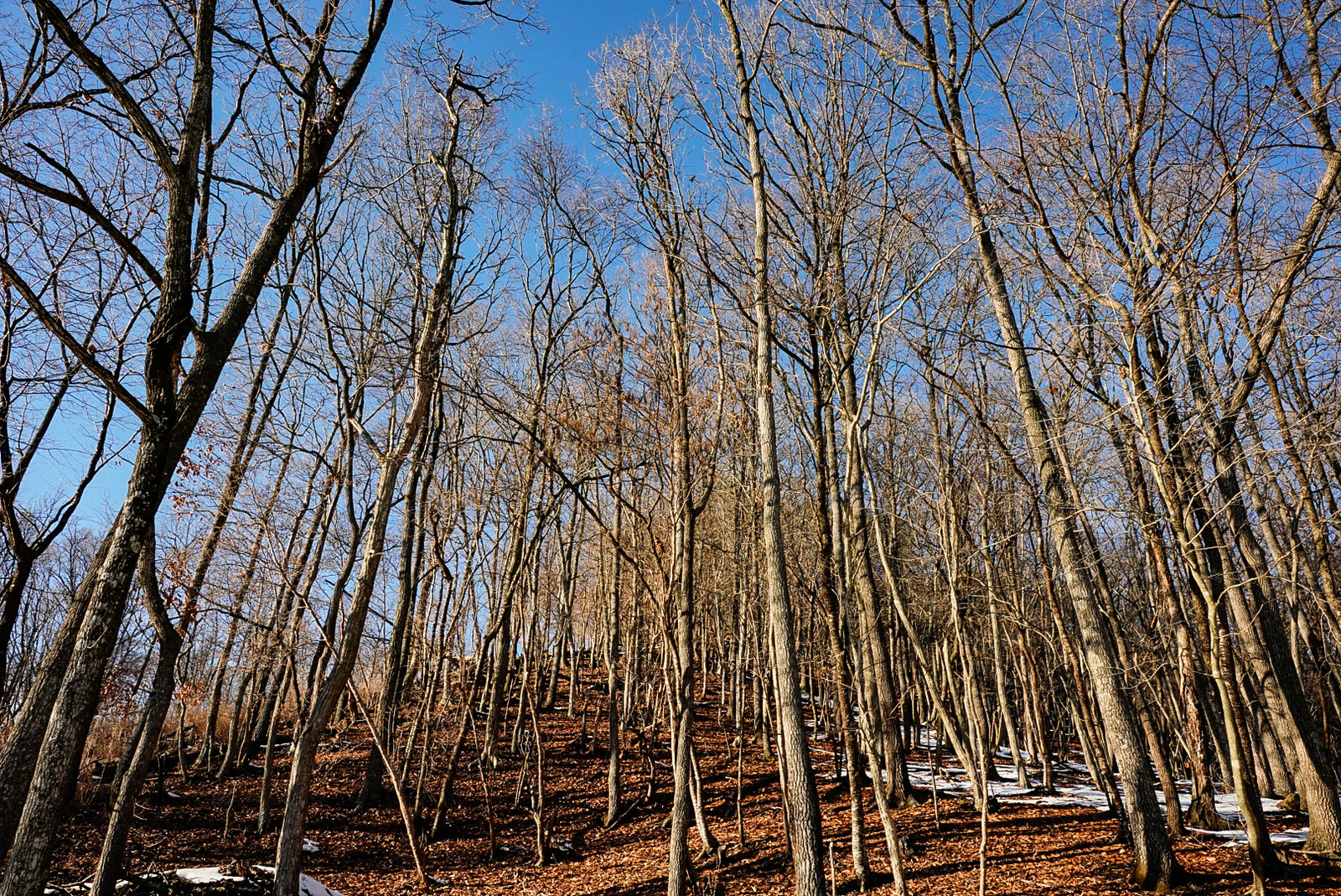 f:id:zo5ur53kle:20190113210731j:plain