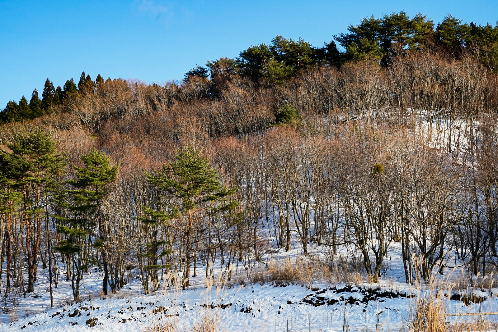 f:id:zo5ur53kle:20190113210749j:plain