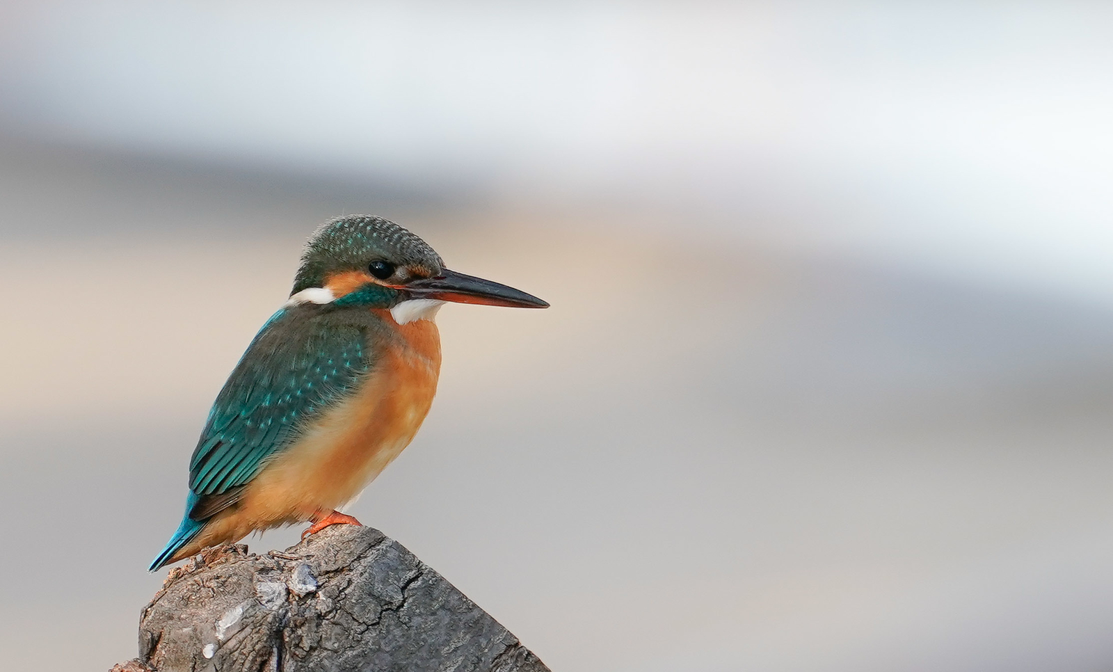 f:id:zo5ur53kle:20190114202706j:plain