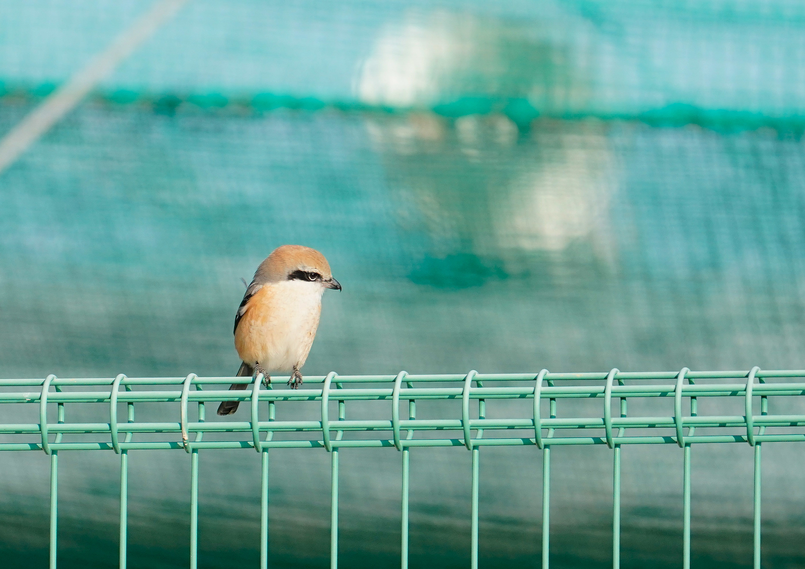 f:id:zo5ur53kle:20190114202713j:plain