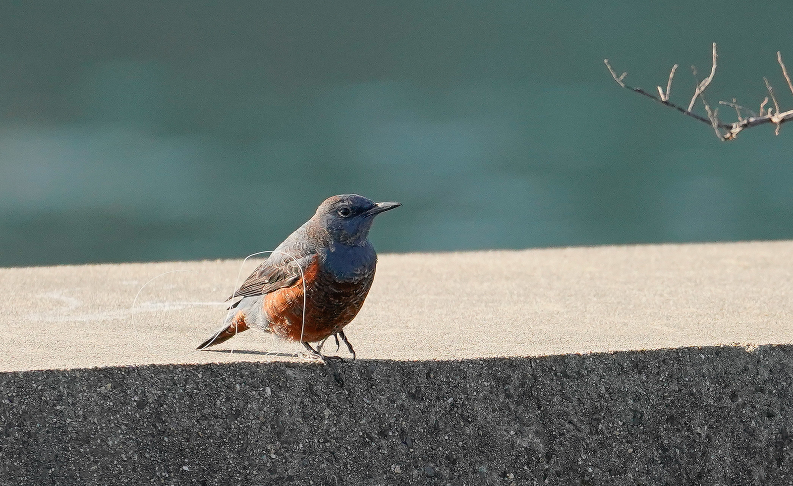 f:id:zo5ur53kle:20190114202729j:plain