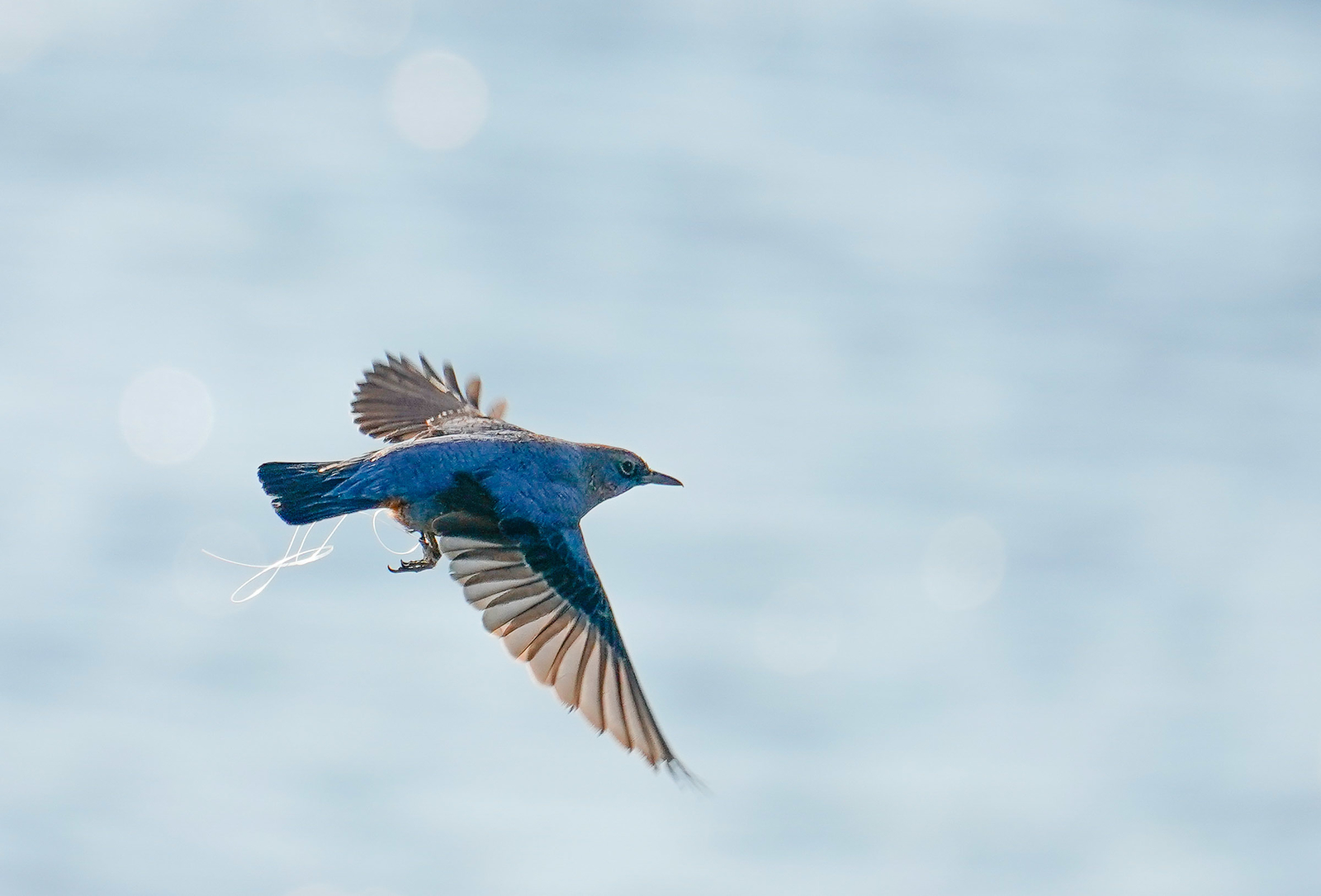 f:id:zo5ur53kle:20190114202741j:plain