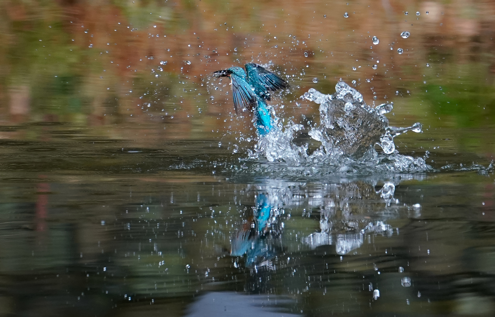 f:id:zo5ur53kle:20190304183032j:plain