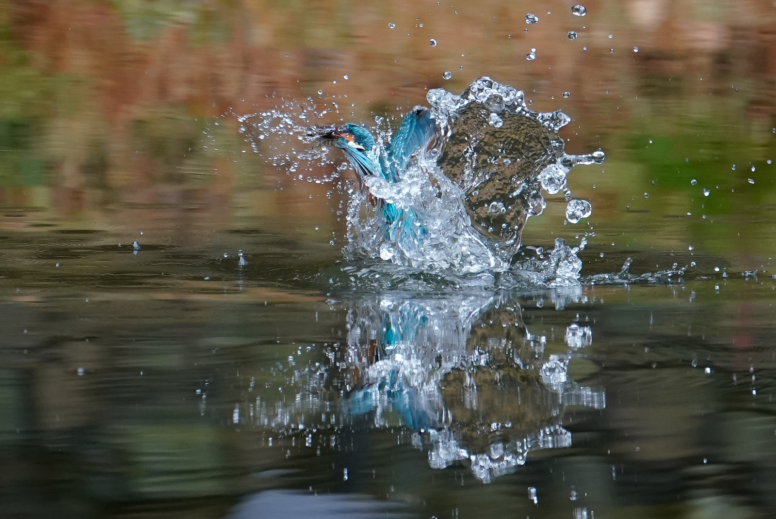 f:id:zo5ur53kle:20190304183039j:plain