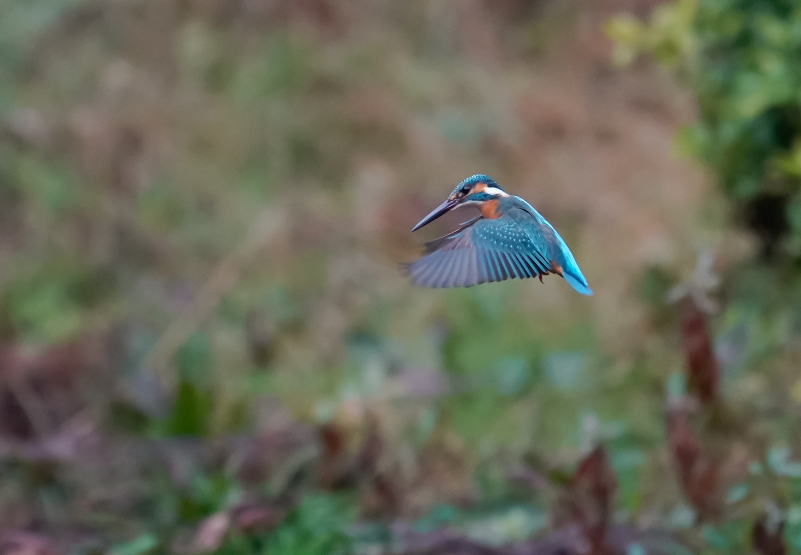 f:id:zo5ur53kle:20190304183222j:plain