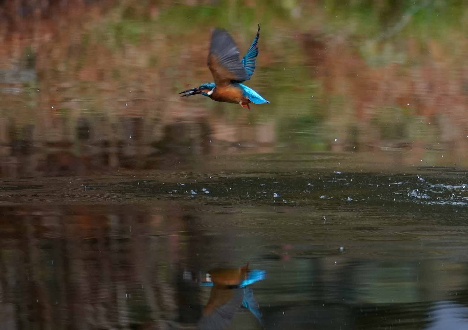 f:id:zo5ur53kle:20190304183231j:plain