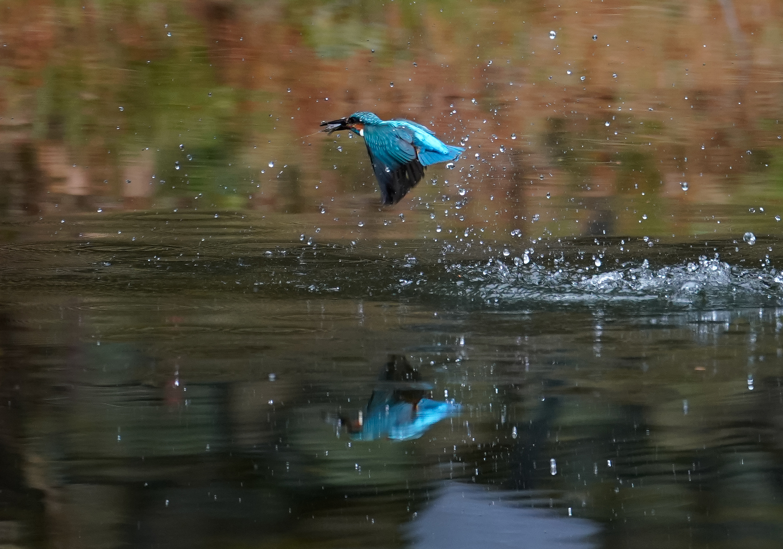 f:id:zo5ur53kle:20190304183252j:plain