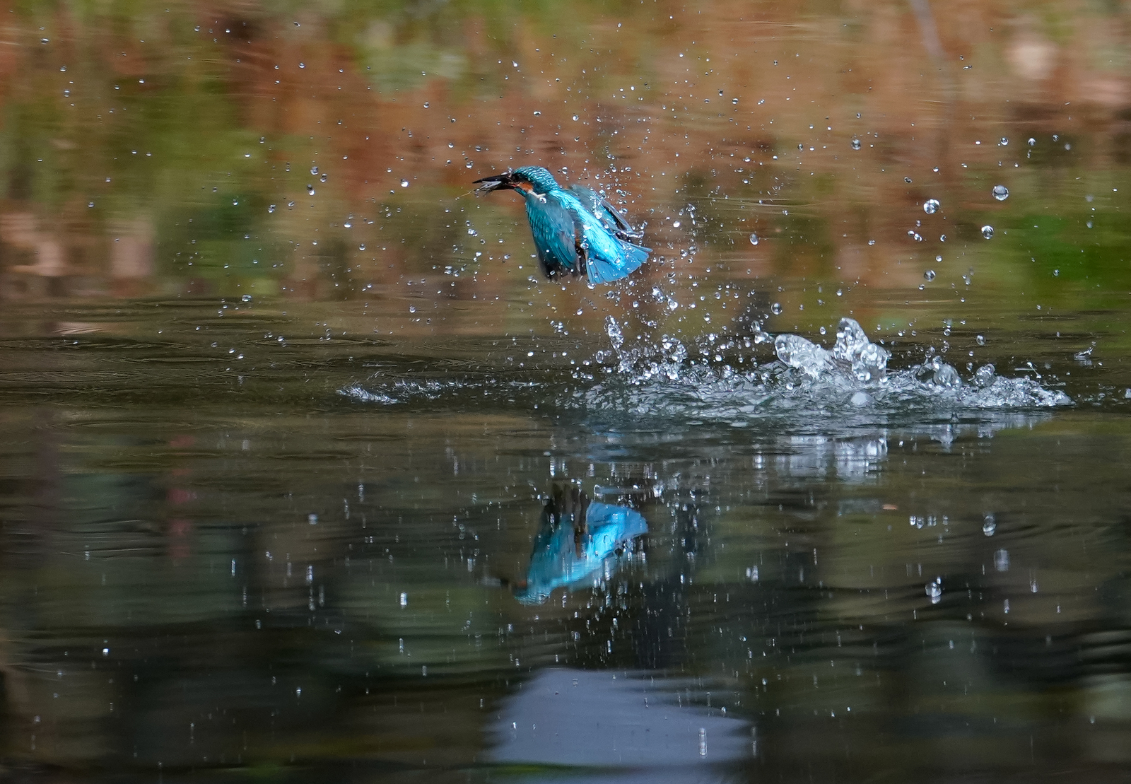 f:id:zo5ur53kle:20190304183300j:plain