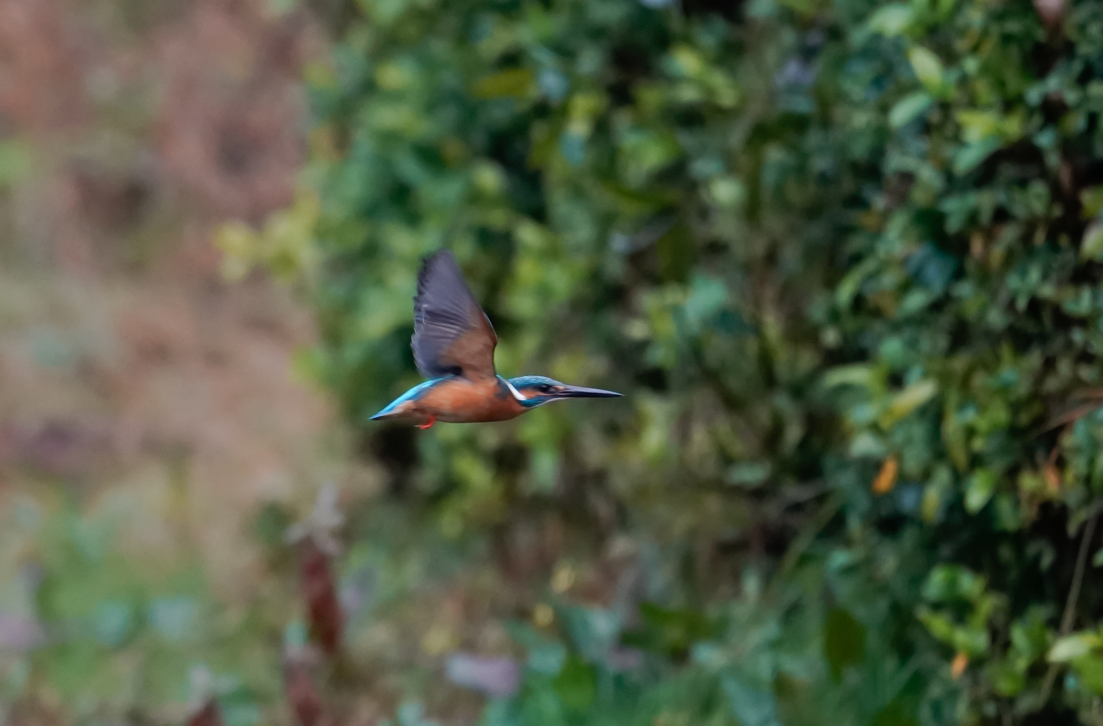 f:id:zo5ur53kle:20190304183406j:plain