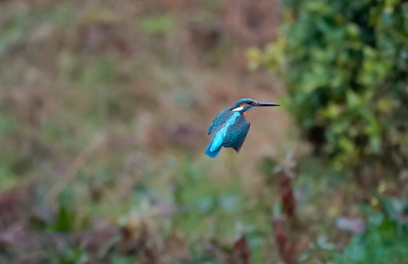 f:id:zo5ur53kle:20190304183430j:plain