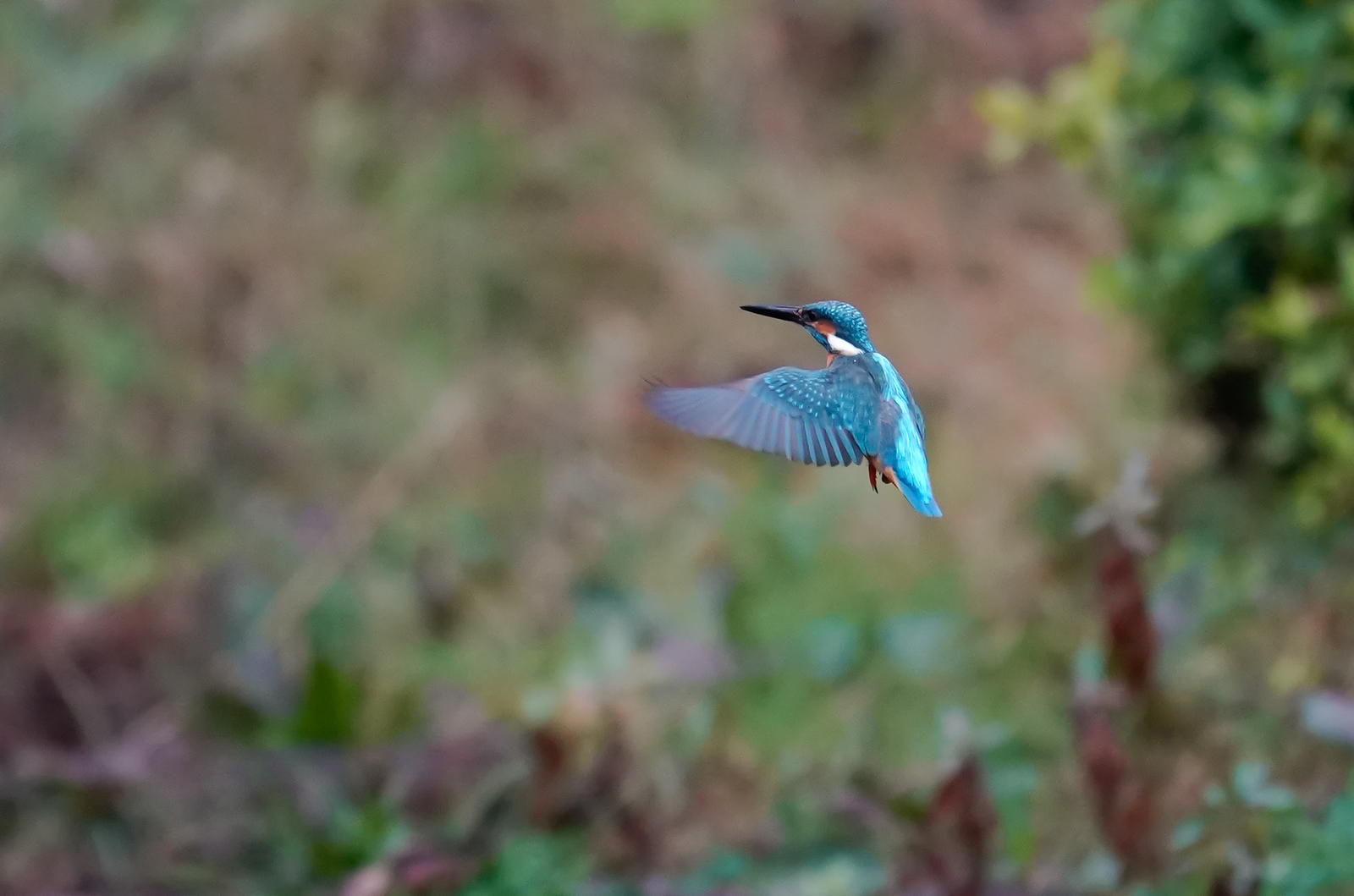 f:id:zo5ur53kle:20190304183437j:plain