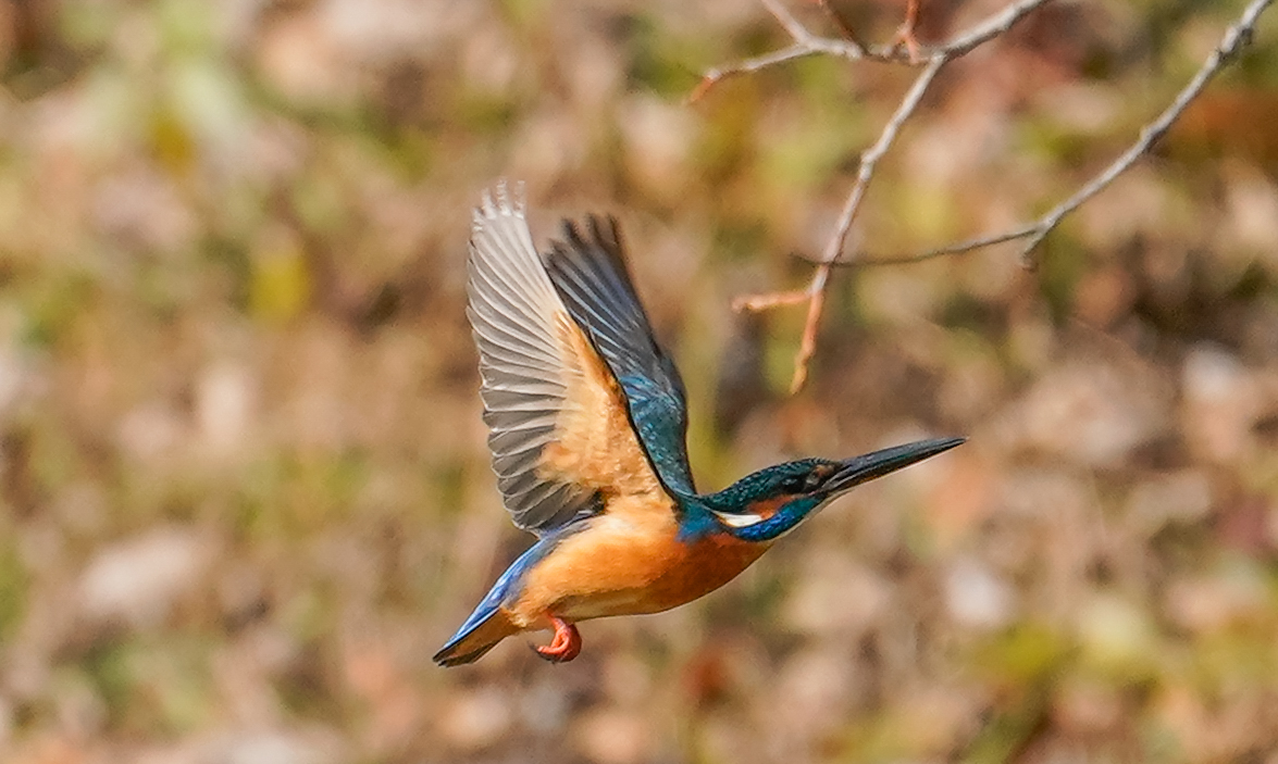 f:id:zo5ur53kle:20190306045532j:plain