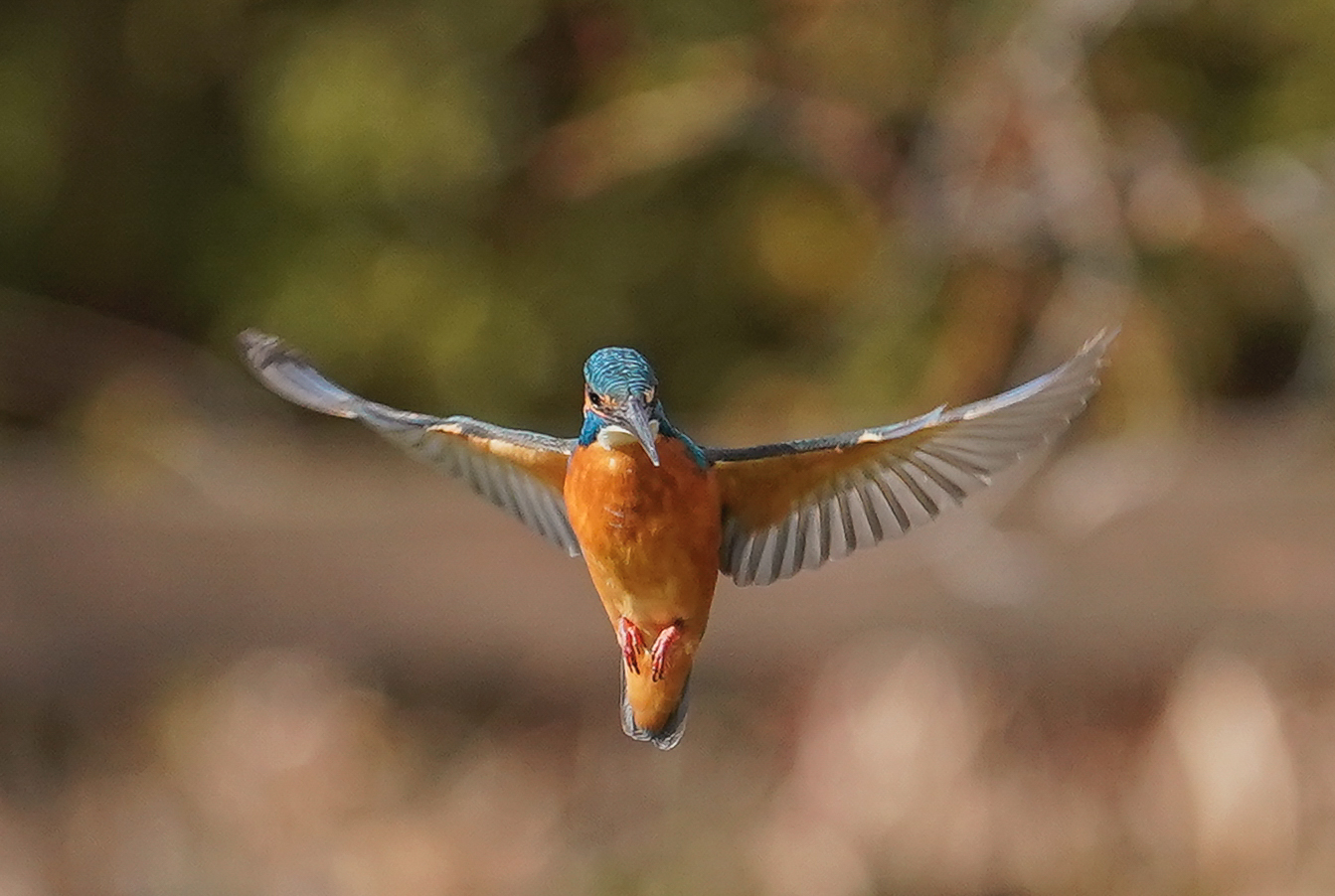 f:id:zo5ur53kle:20190306045536j:plain