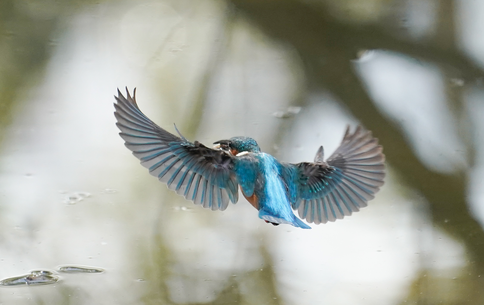 f:id:zo5ur53kle:20190306045540j:plain