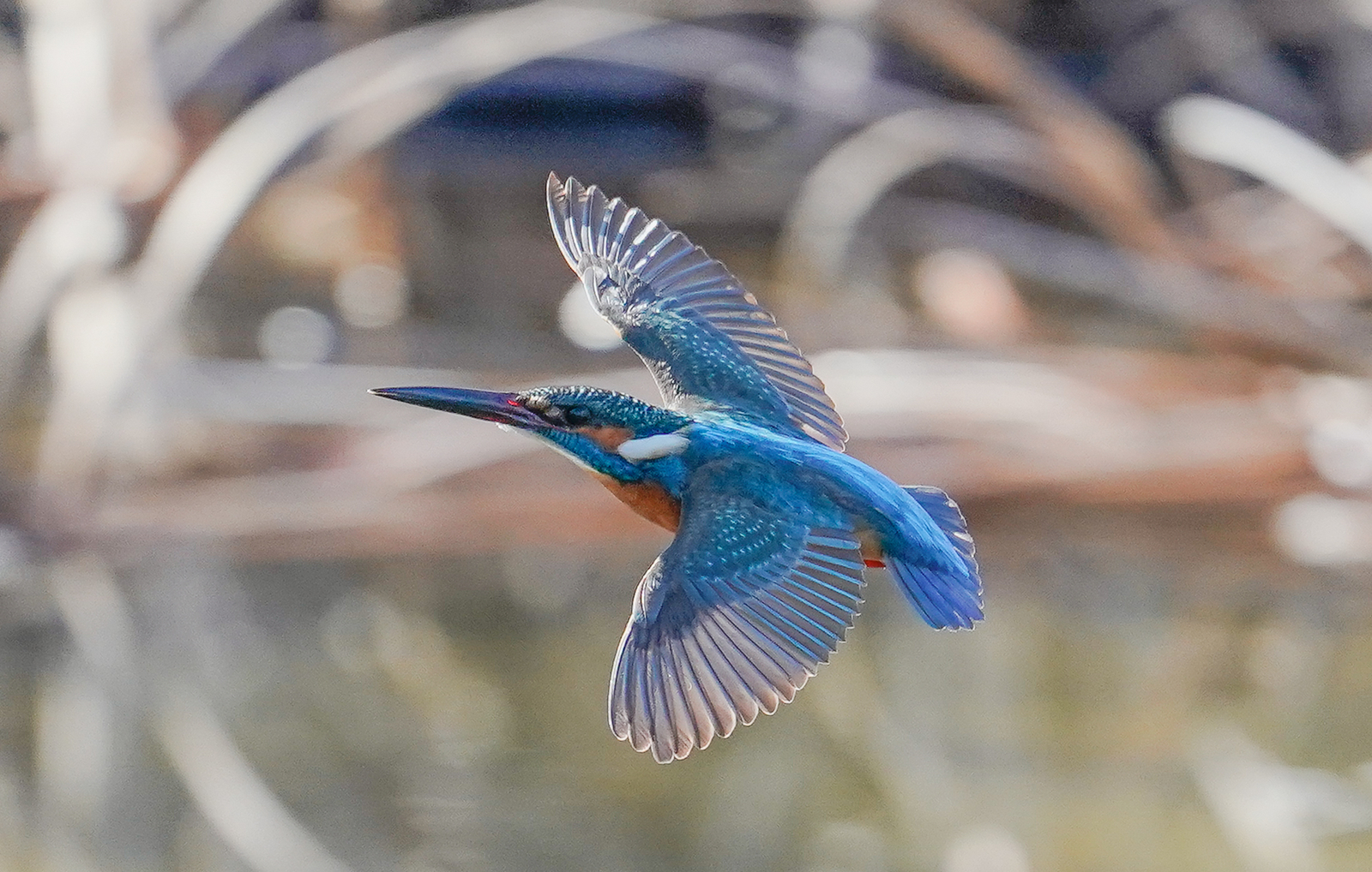 f:id:zo5ur53kle:20190306045546j:plain