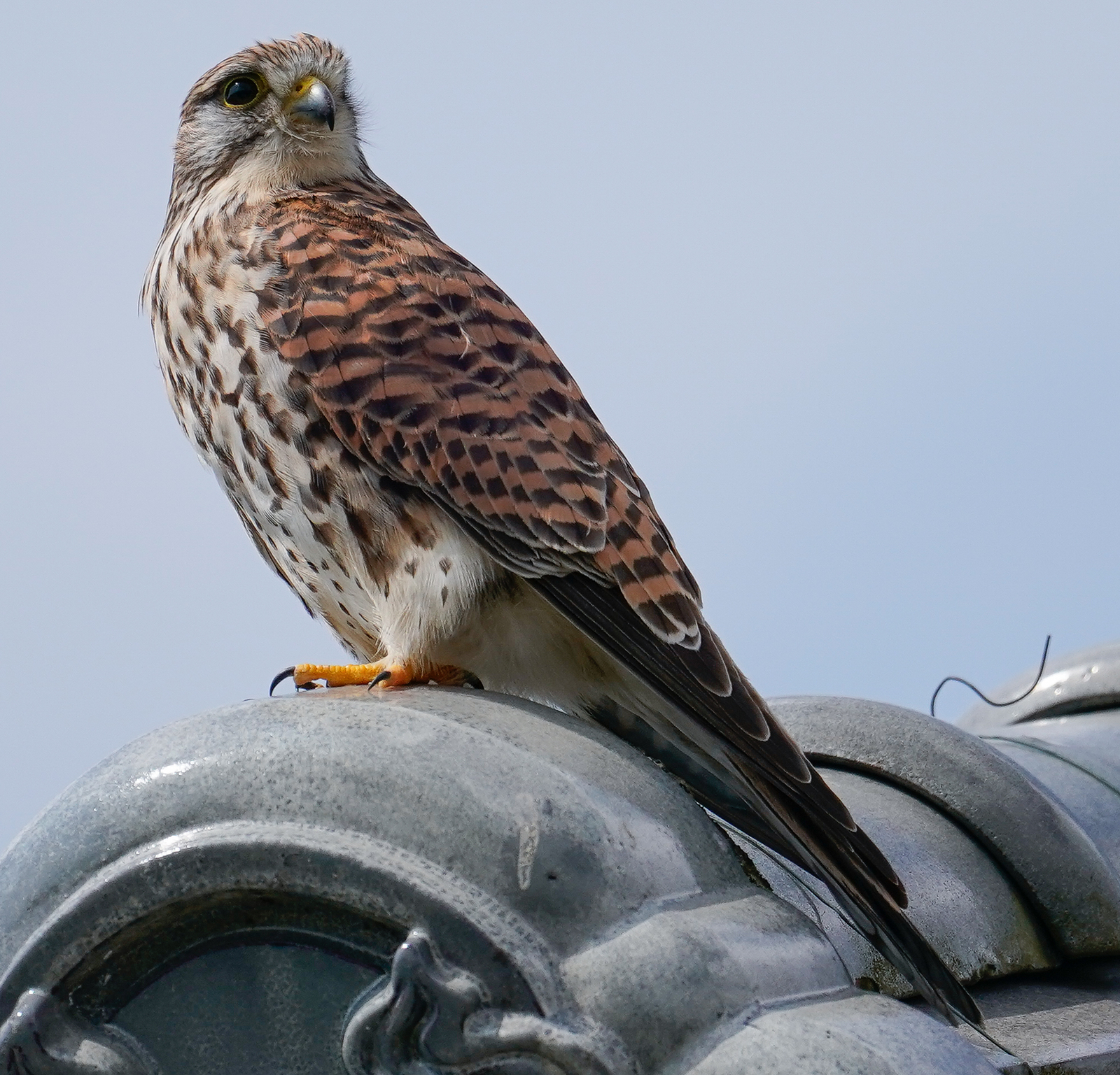 f:id:zo5ur53kle:20190331202641j:plain