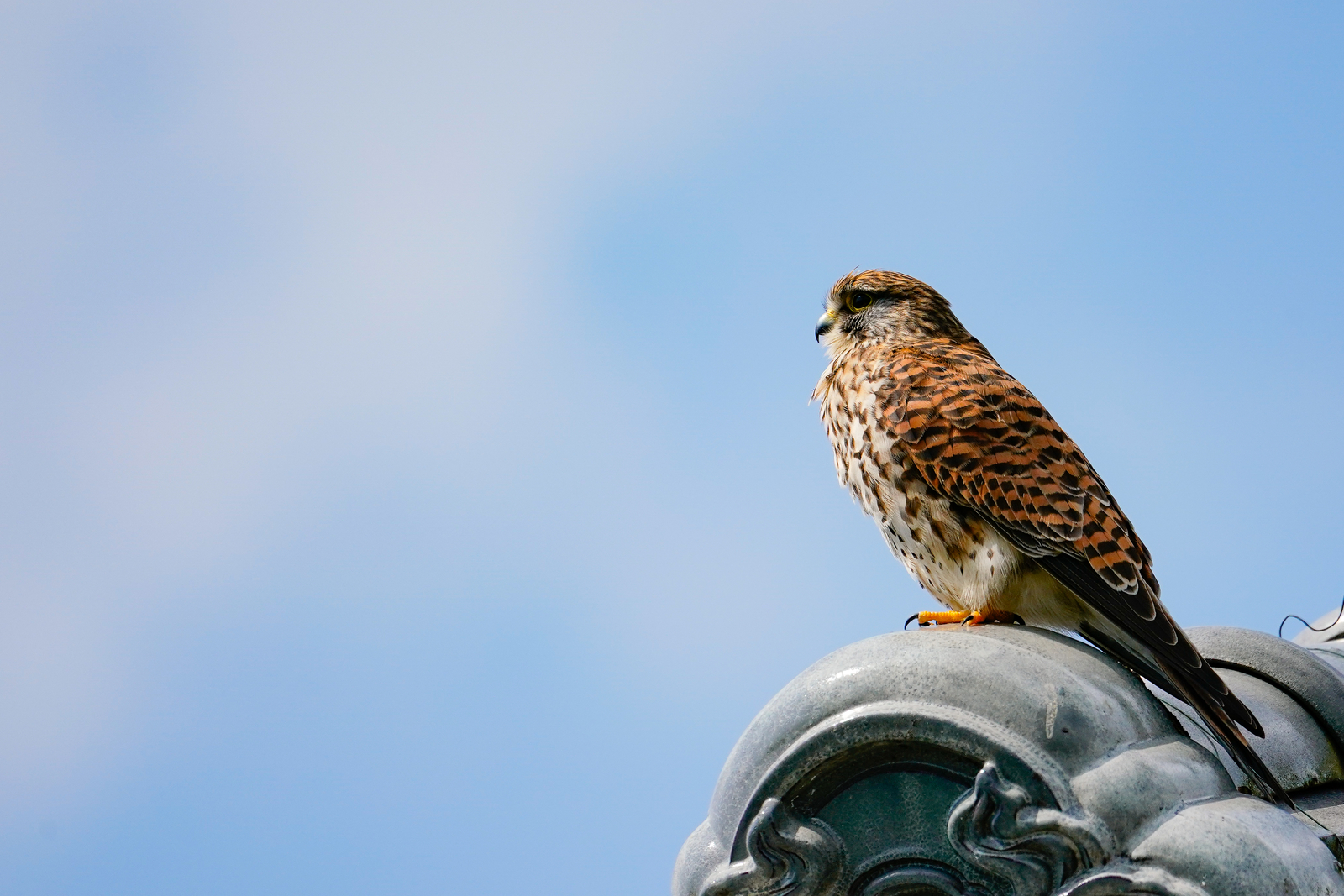 f:id:zo5ur53kle:20190331202649j:plain