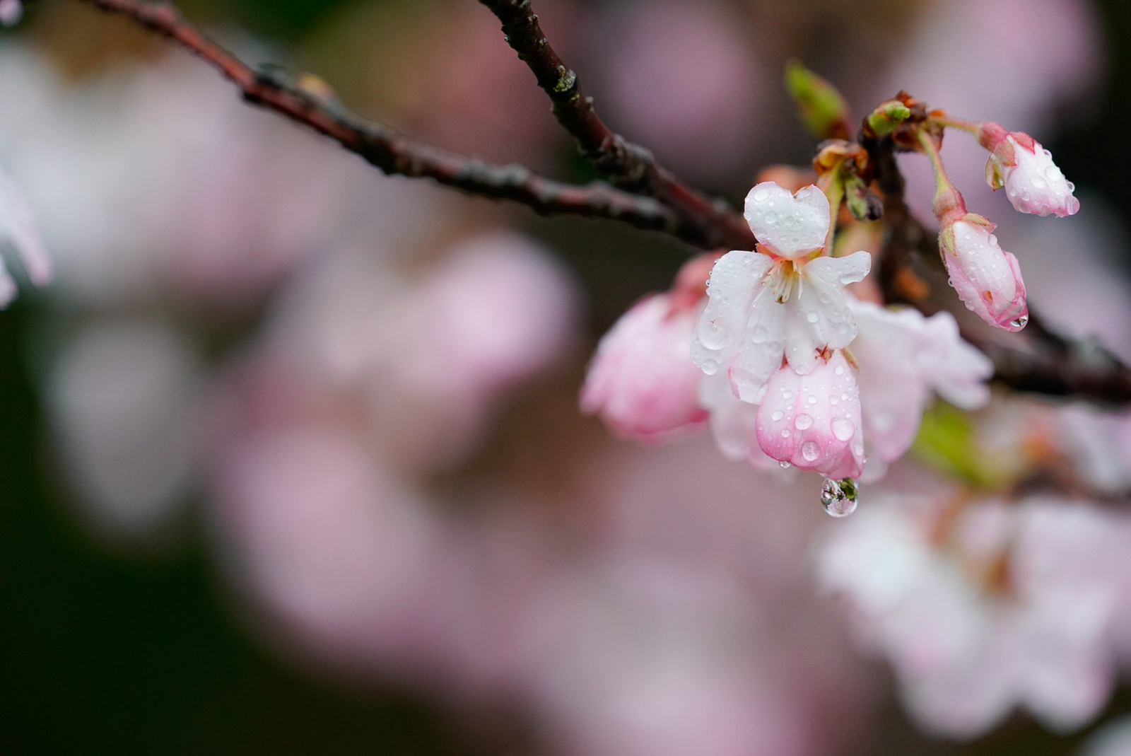 f:id:zo5ur53kle:20190331202733j:plain