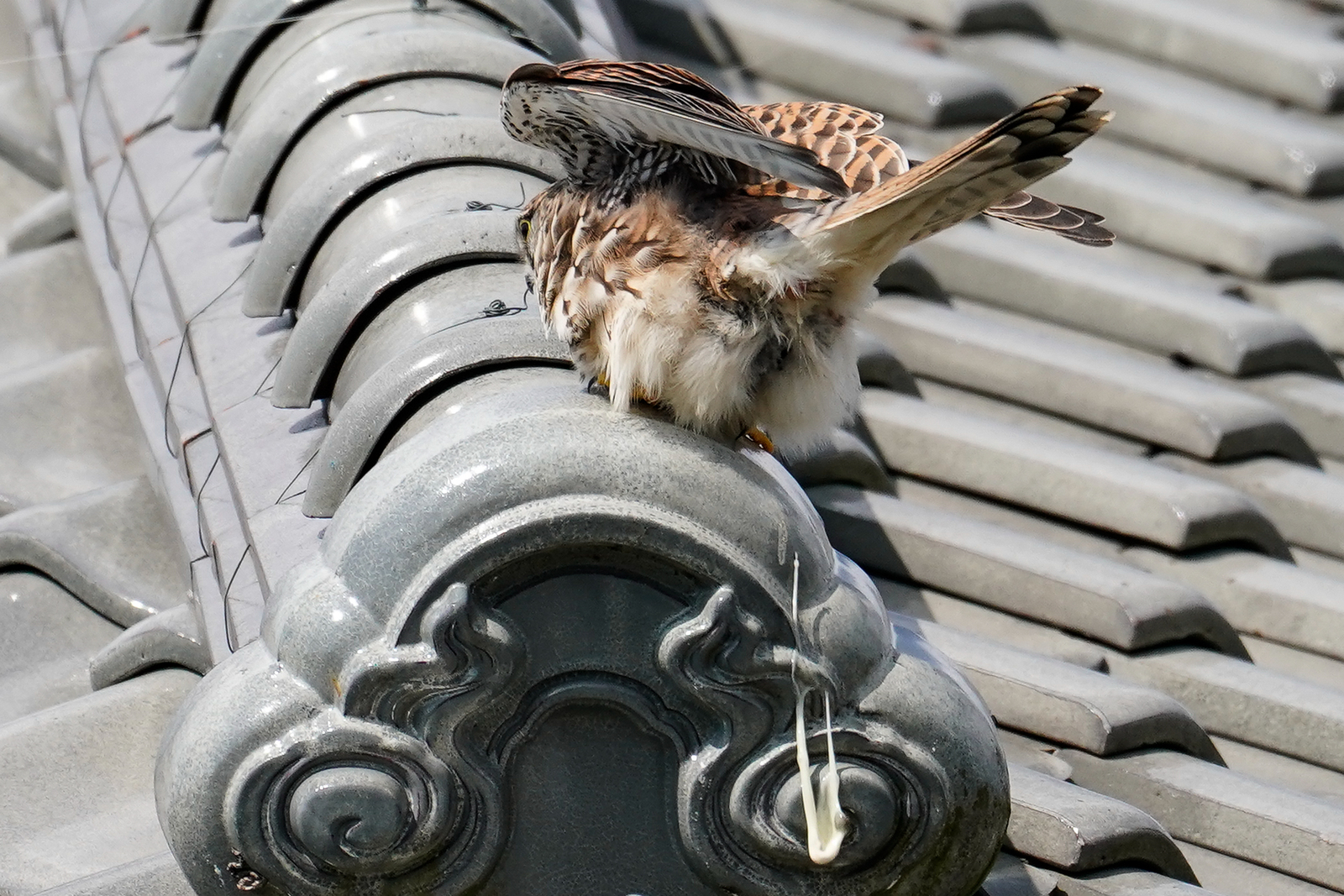 f:id:zo5ur53kle:20190331202818j:plain