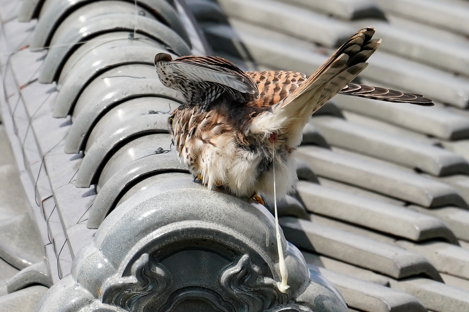 f:id:zo5ur53kle:20190331202824j:plain