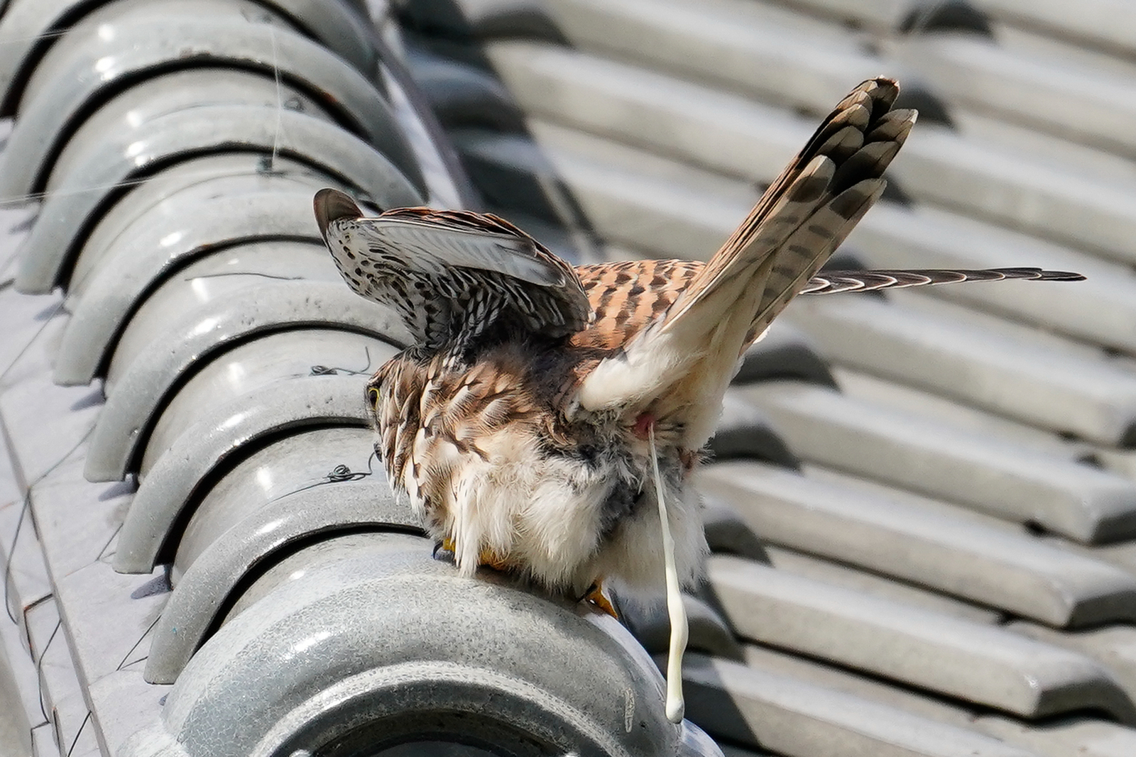 f:id:zo5ur53kle:20190331202830j:plain