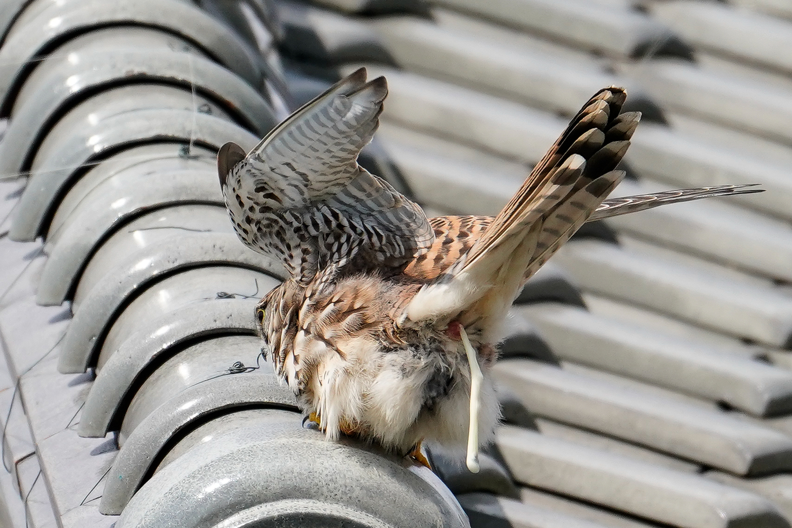 f:id:zo5ur53kle:20190331202835j:plain