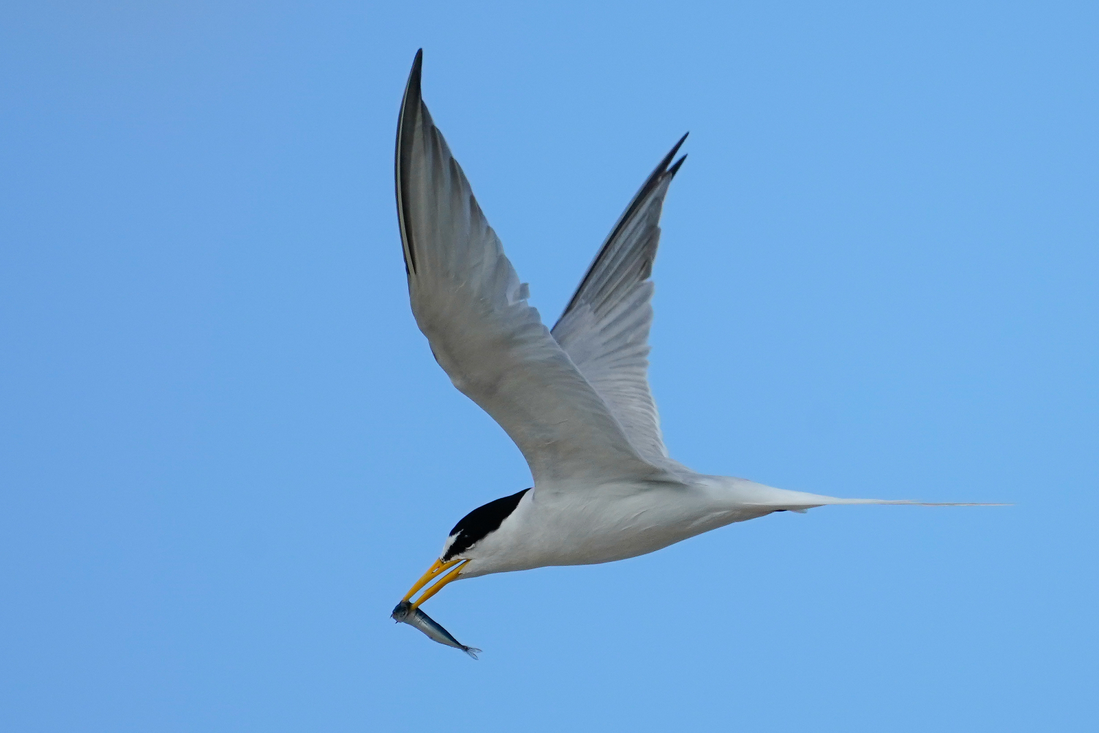 f:id:zo5ur53kle:20190616221835j:plain