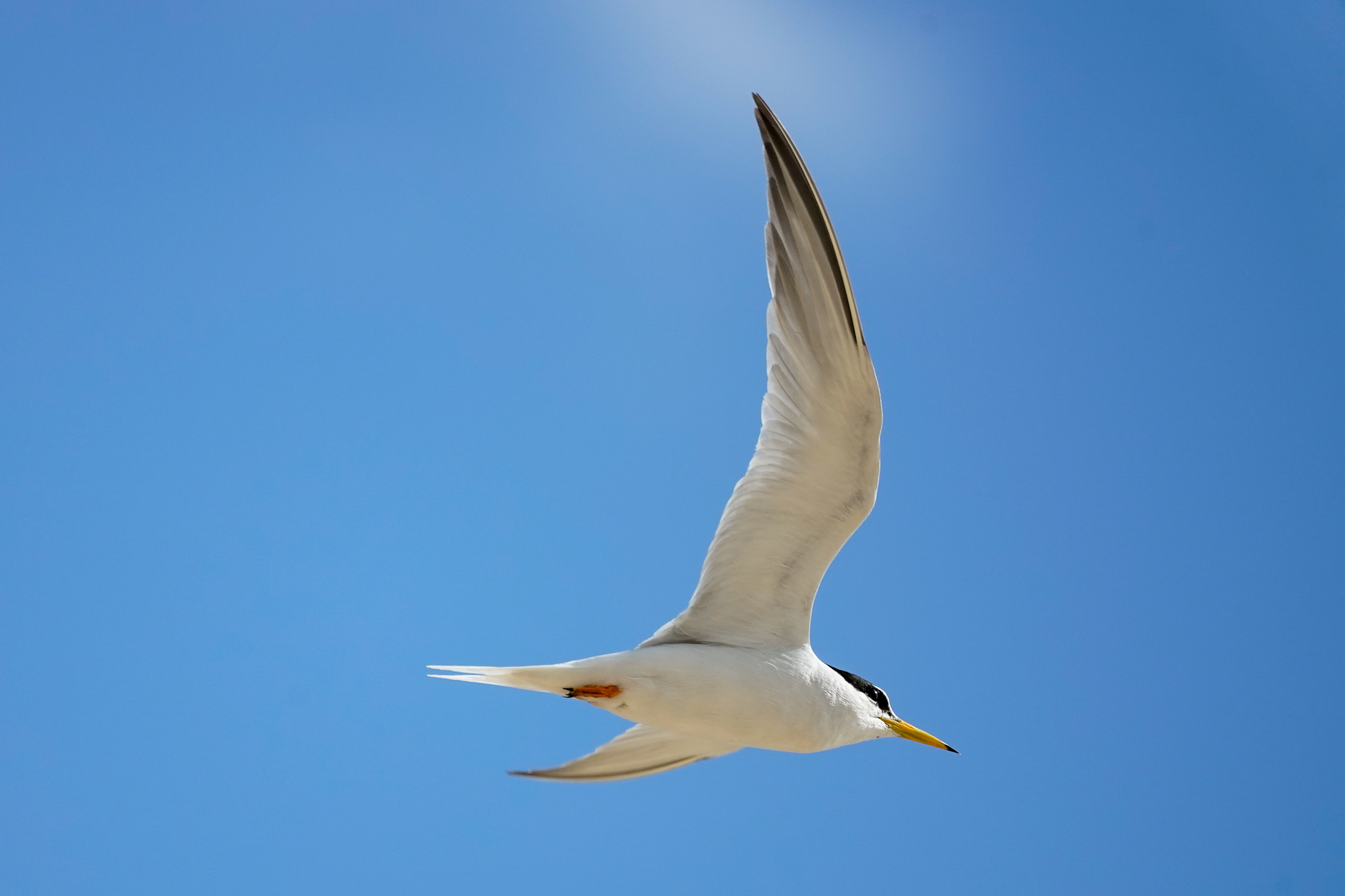 f:id:zo5ur53kle:20190616221956j:plain