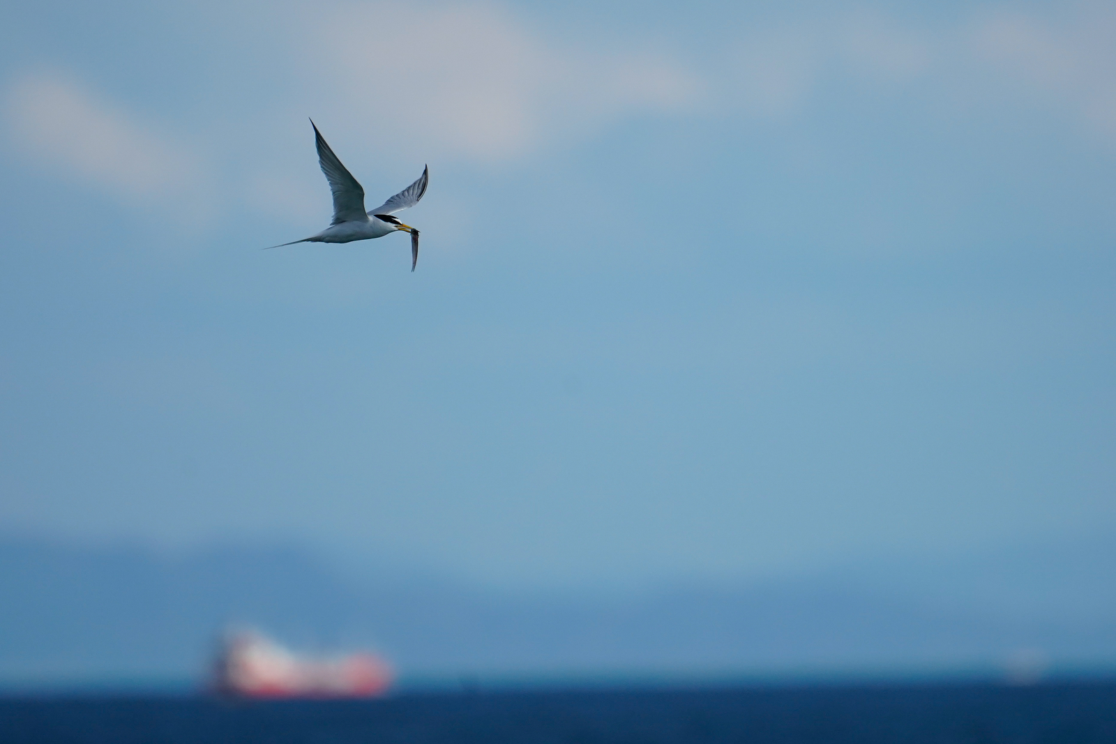 f:id:zo5ur53kle:20190616222119j:plain