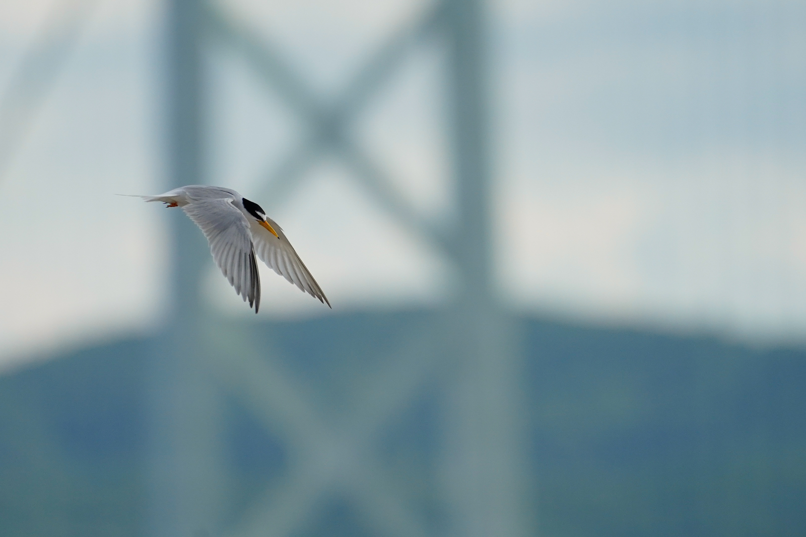 f:id:zo5ur53kle:20190616222623j:plain