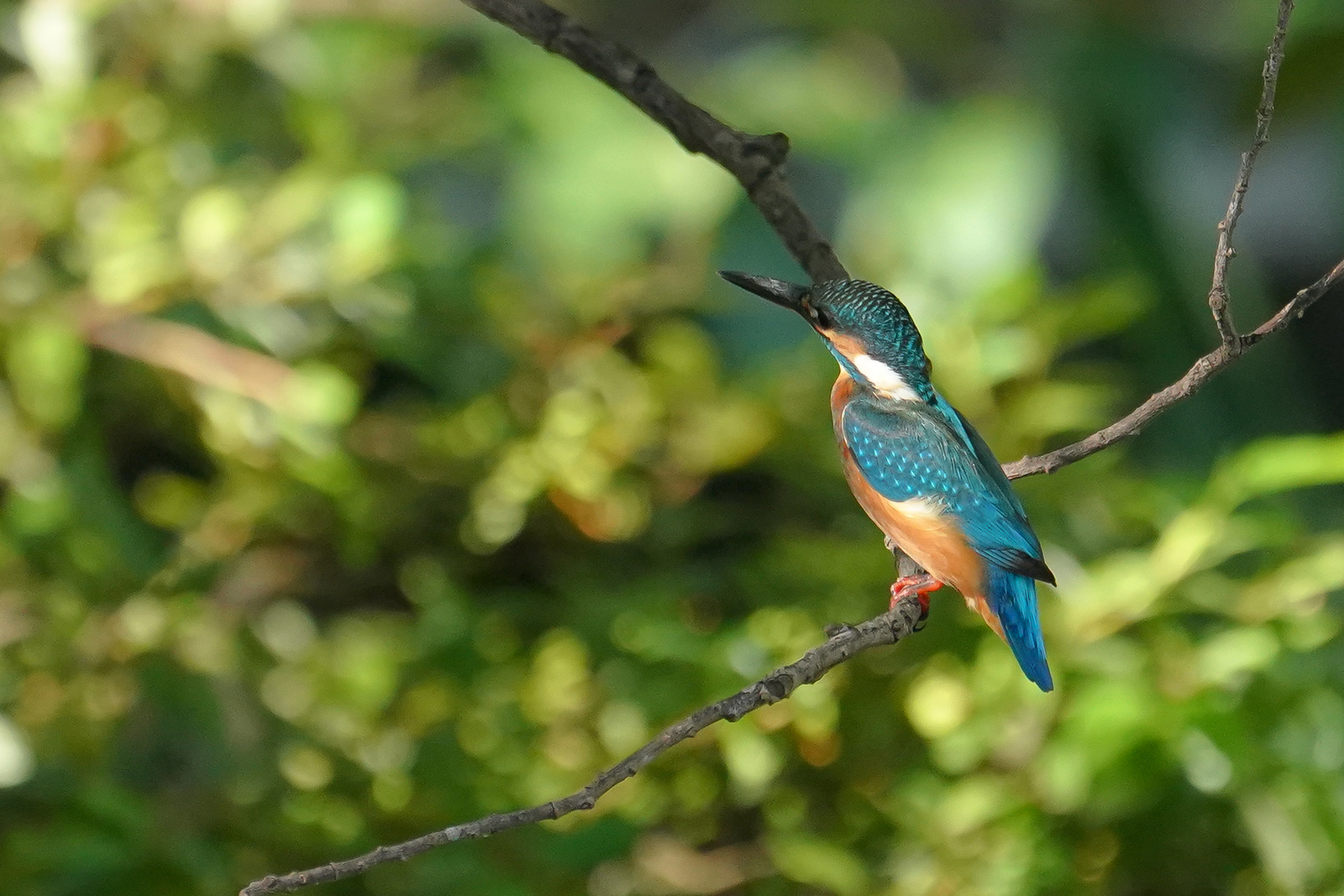 f:id:zo5ur53kle:20190814152424j:plain f:id:zo5ur53kle:20190814152424j:plain