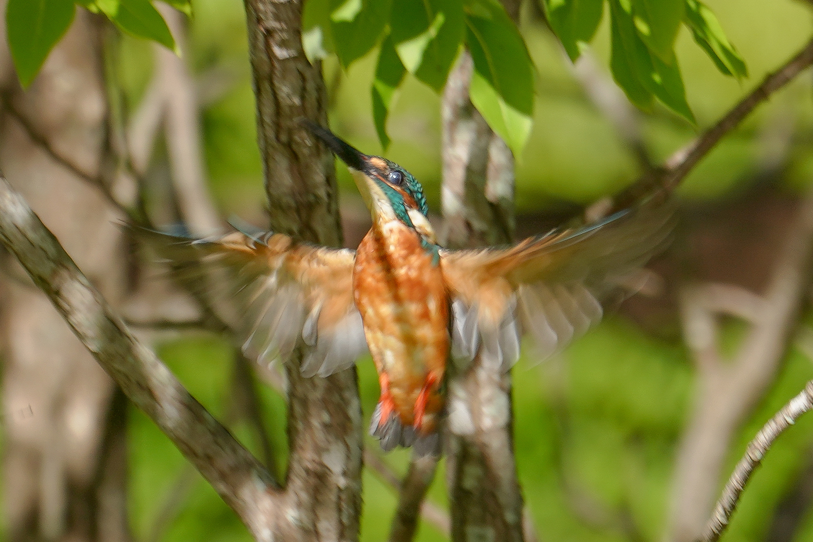 f:id:zo5ur53kle:20190814152454j:plain f:id:zo5ur53kle:20190814152454j:plain