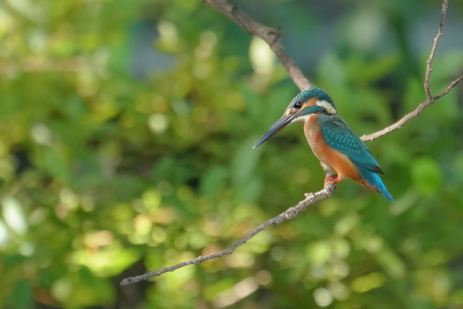 f:id:zo5ur53kle:20190814152536j:plain f:id:zo5ur53kle:20190814152536j:plain