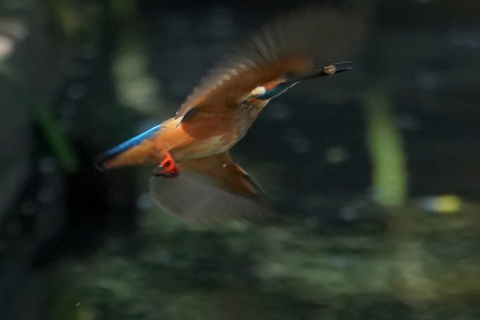 f:id:zo5ur53kle:20190814152559j:plain f:id:zo5ur53kle:20190814152559j:plain