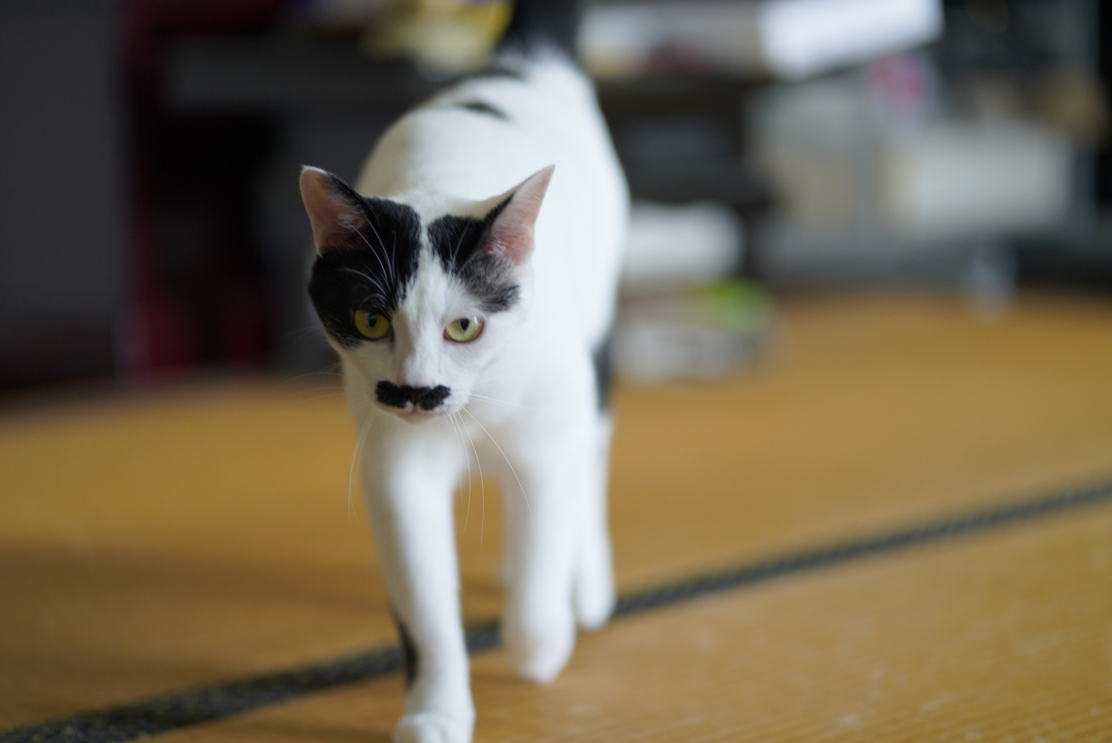 f:id:zo5ur53kle:20190817083134j:plain