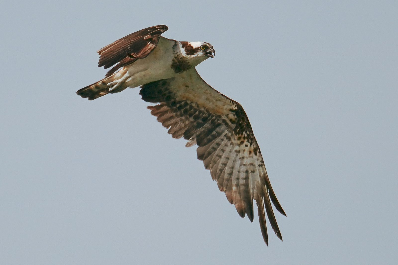 f:id:zo5ur53kle:20190817083515j:plain