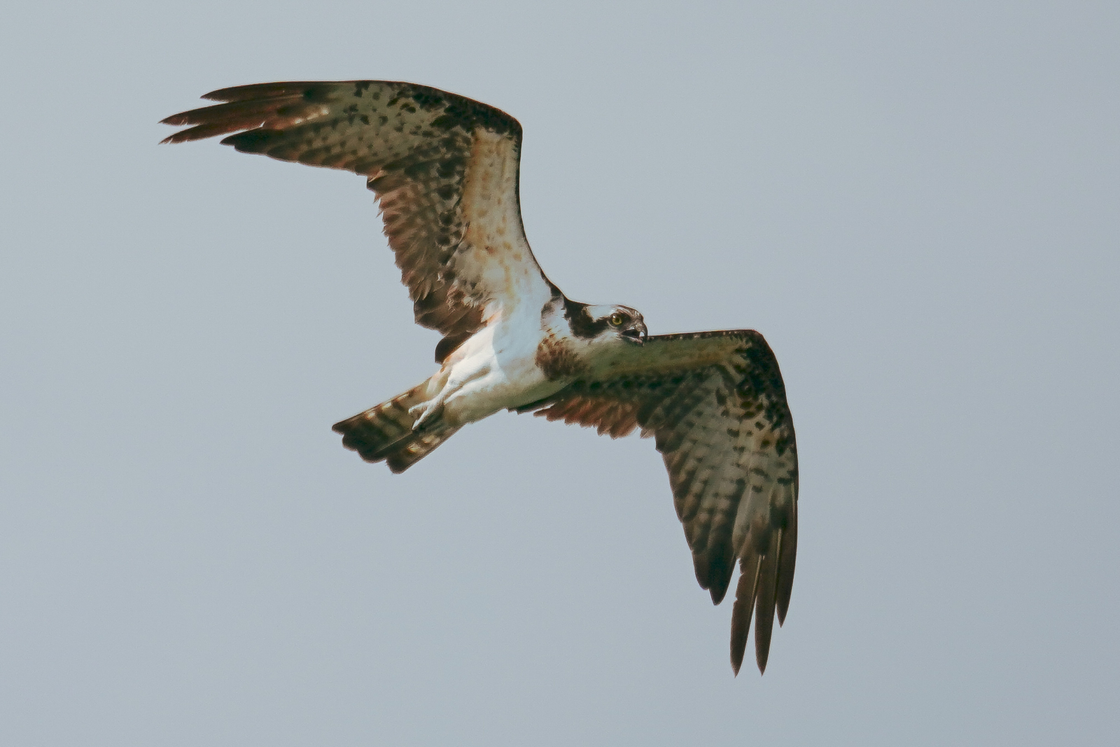 f:id:zo5ur53kle:20190817083527j:plain