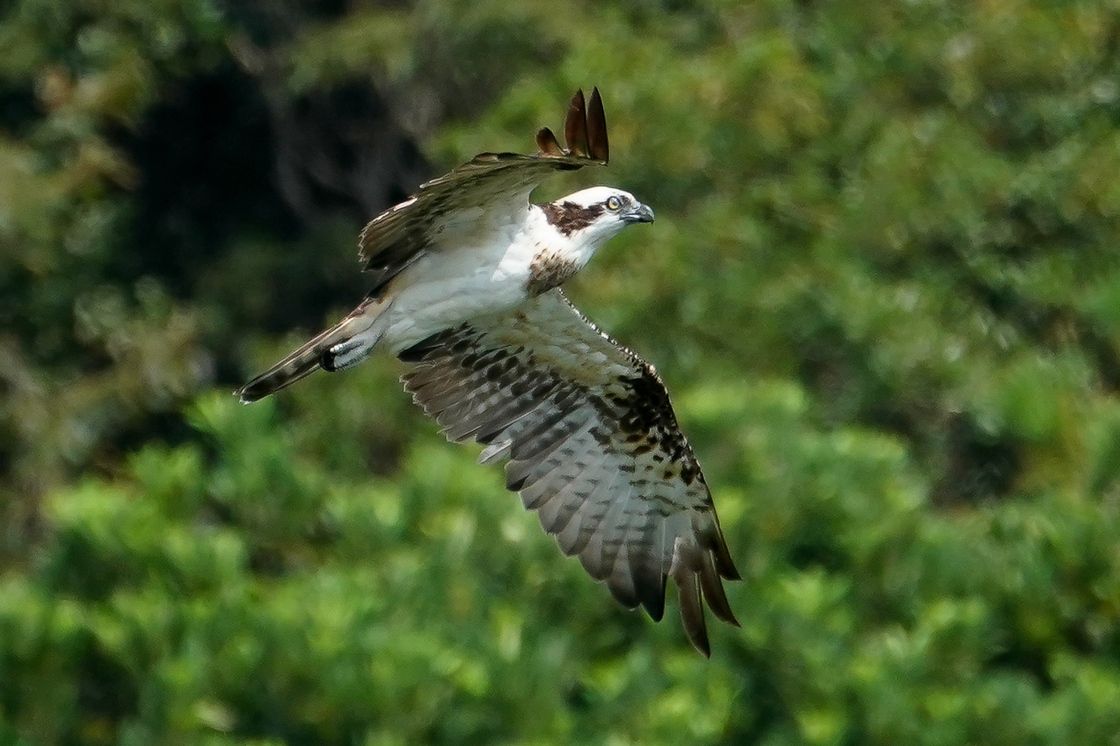 f:id:zo5ur53kle:20190817083603j:plain