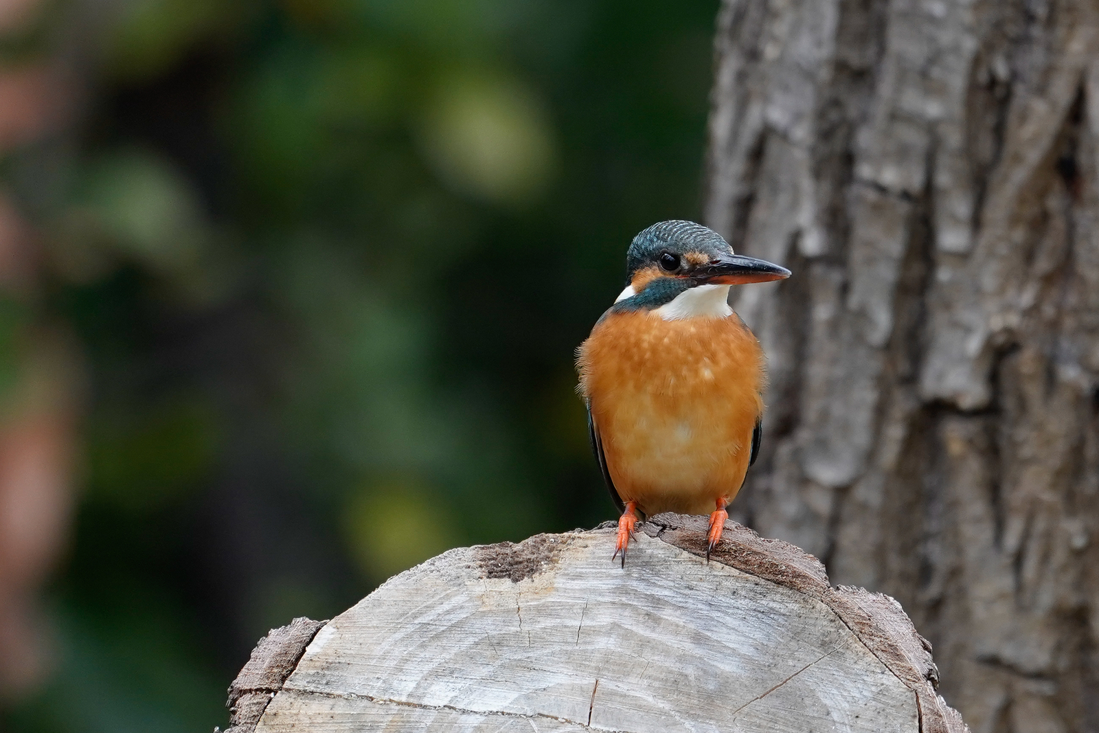 f:id:zo5ur53kle:20200115171500j:plain