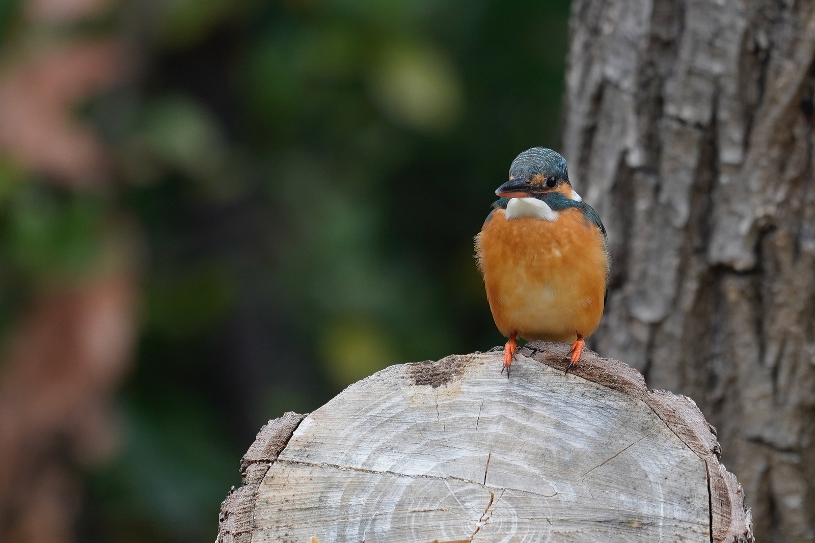 f:id:zo5ur53kle:20200115171509j:plain