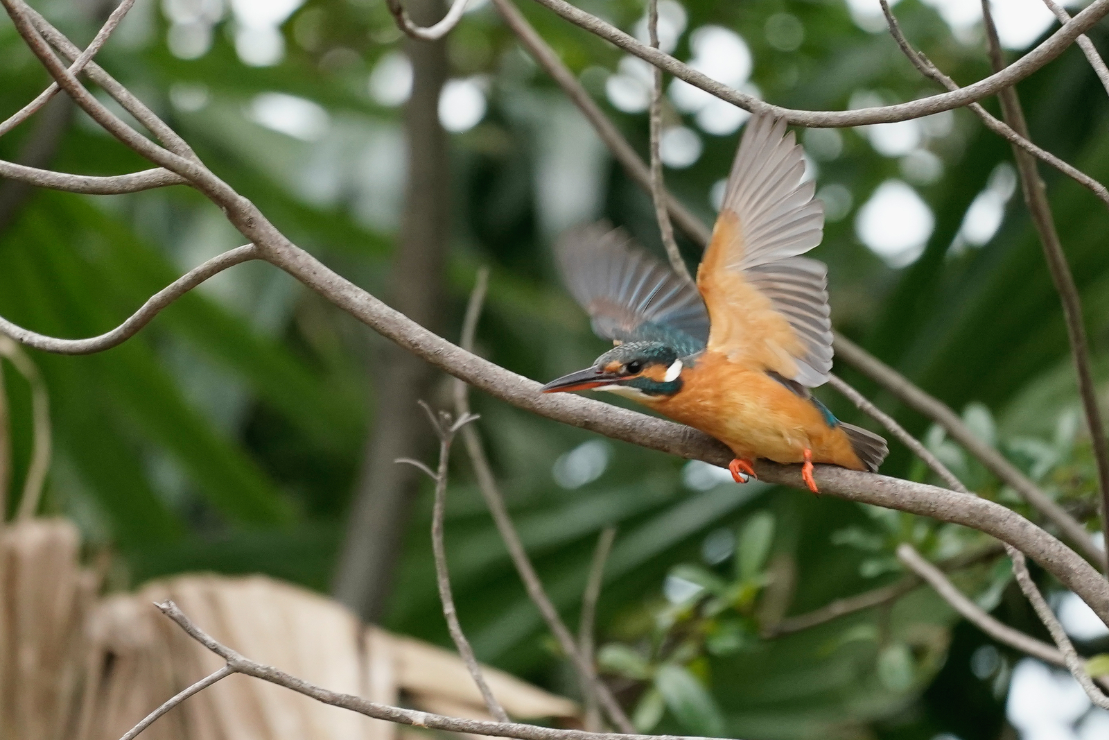 f:id:zo5ur53kle:20200115171532j:plain