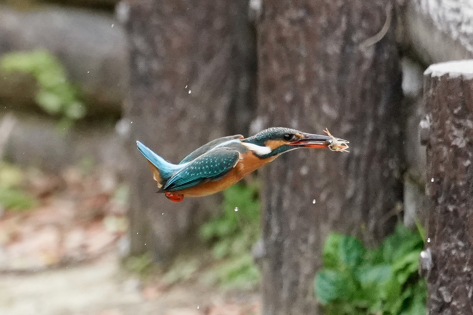 f:id:zo5ur53kle:20200115171632j:plain