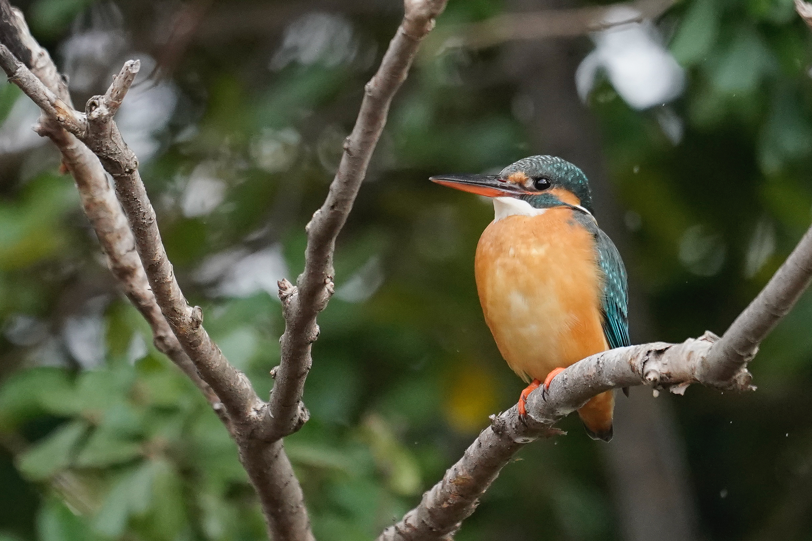 f:id:zo5ur53kle:20200115171640j:plain