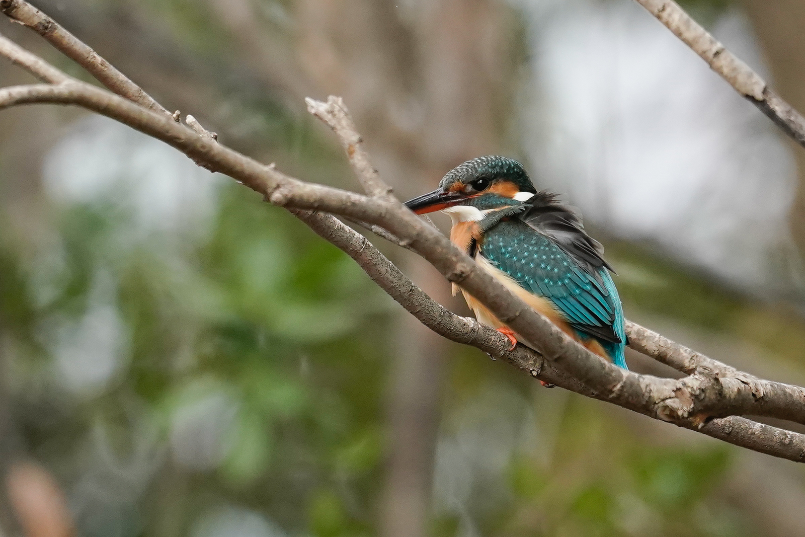 f:id:zo5ur53kle:20200115171700j:plain