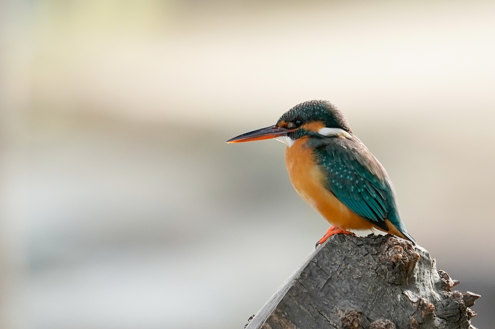 f:id:zo5ur53kle:20200115172123j:plain