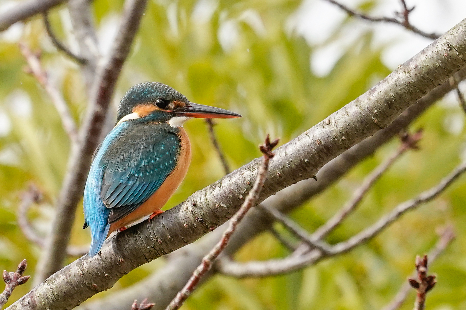 f:id:zo5ur53kle:20200115180622j:plain