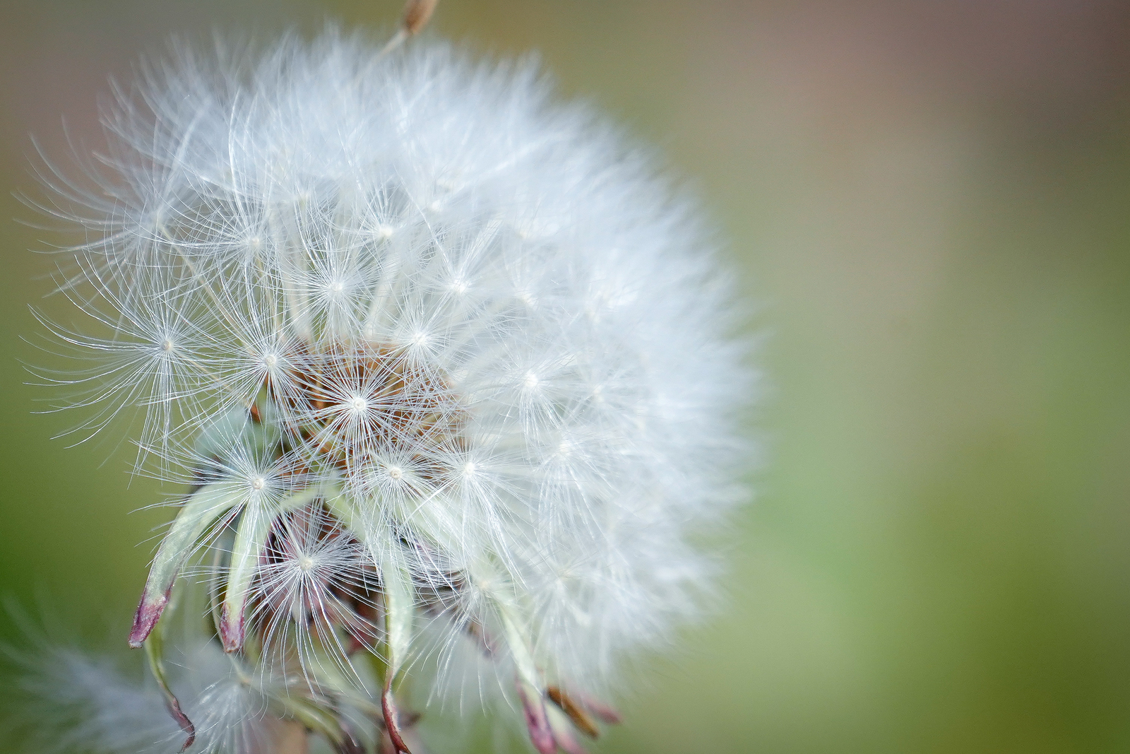 f:id:zo5ur53kle:20200126194544j:plain