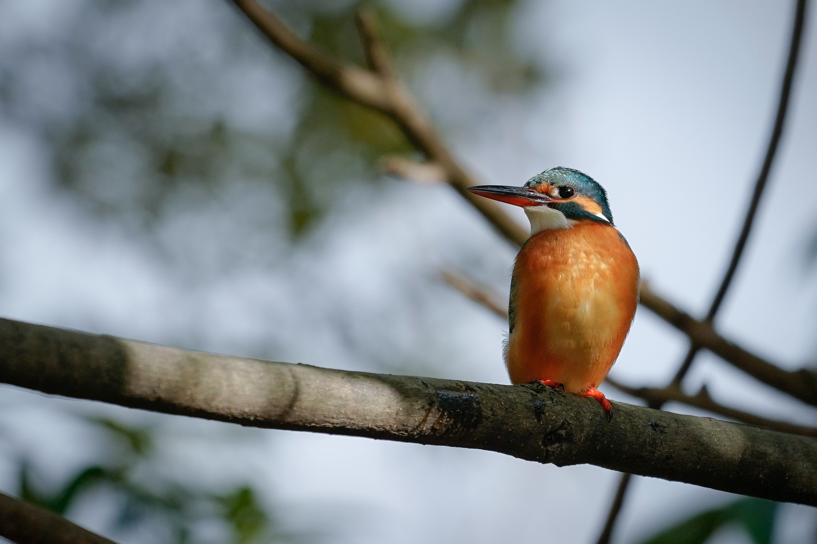 f:id:zo5ur53kle:20200126194618j:plain